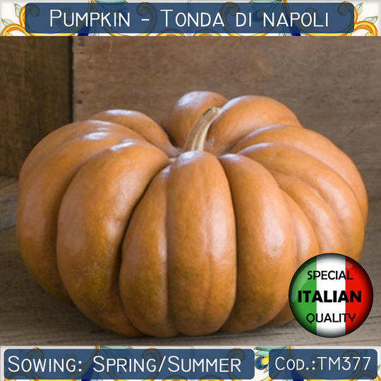 10 Pumpkin Tonda Di Napoli Seeds, Round Of Naples Musquee De Provence, Italian Vegetable Non Gmo #tm377