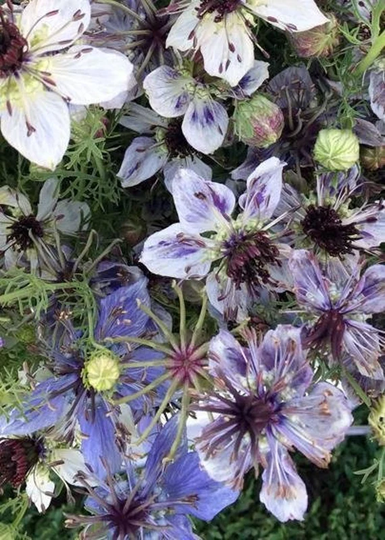 100 Organic Nigella Delft Blue Seeds Love in A Mist Jungfer Im Grünen Samen Zaad Zaden Semi Sementi Sementes Siemenet Graines Semillas Somen