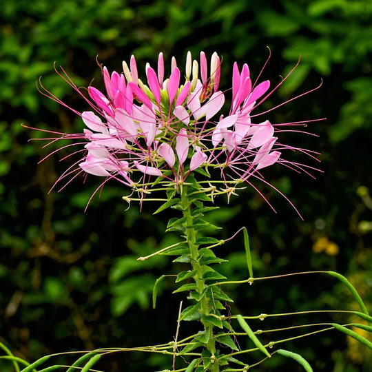 Cleome Spider Flower Seed 25