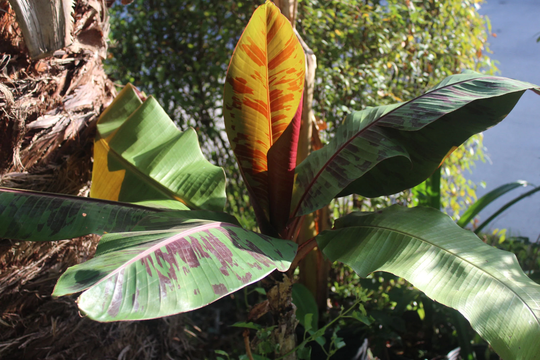 2 Packs Of 5 Seeds Each - Red Tiger Banana Tree- For Experienced Gardeners Musa Sikkimensis Read Full Description Below