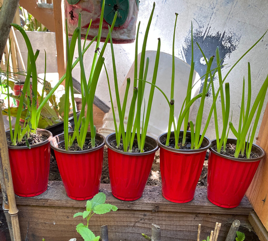 18 Live Green Onion Herb Plants