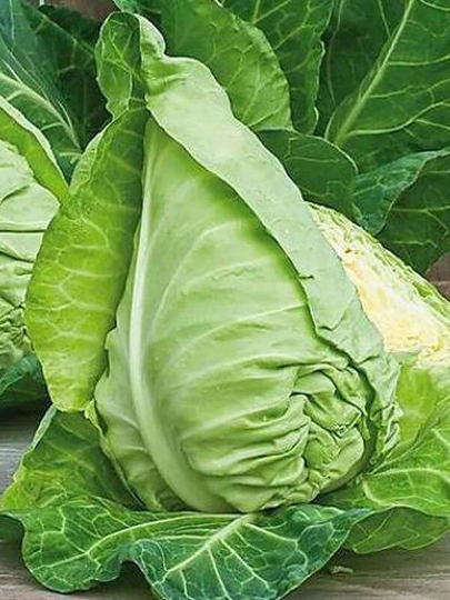 Cabbage Seeds Heart Of A Bull About 100