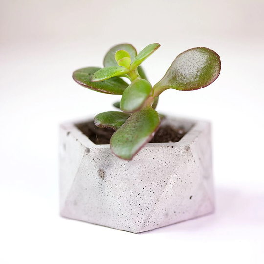 Mini Concrete Pots - Air Plant Holder Planter Geo Indoor Housewarming Gift Cactus Gift For Her