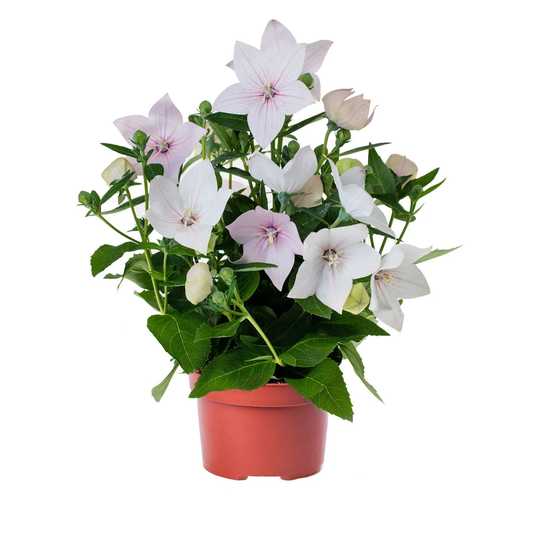 Platycodon Grandiflorus Corsa Pink Approx 20 Seeds, Excellent Pot Plant