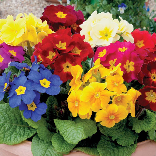 Polyanthus Exhibition Giant Strain. X25 Seeds , Hardy Perennial, Fairy Flower Seeds