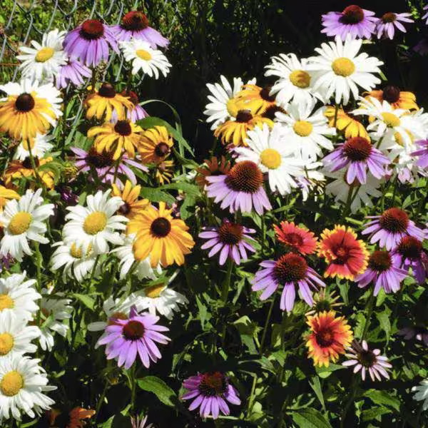 Perennial Wildflower Mix - Bulk Seed