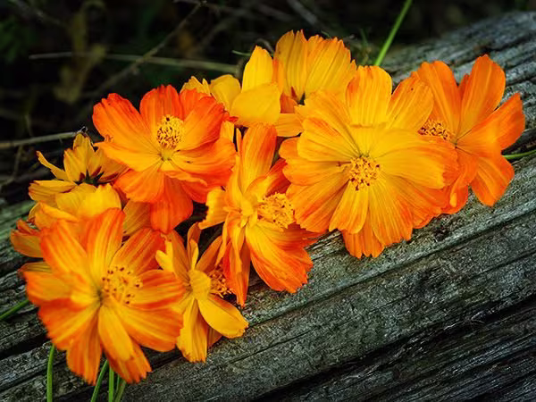 Cosmos Indonesian Kennikura Seeds - Sulphureus Heirloom Annual Flower