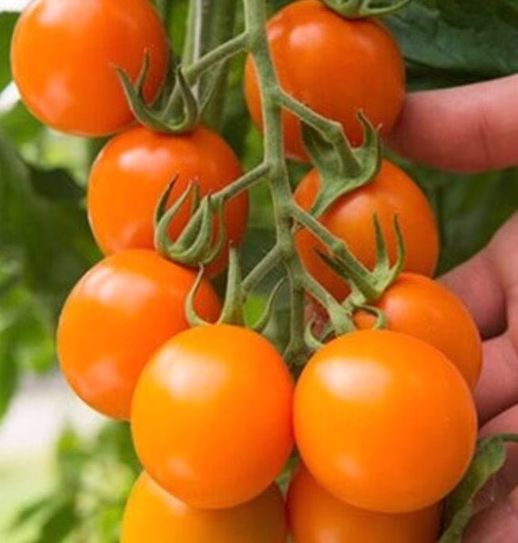 Tomato Clementine Organic Seed 20