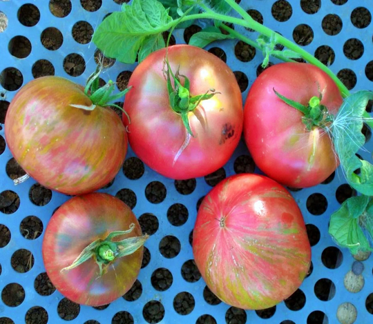 Chocolate Stripes Tomato Seeds/30+ Heirloom Sweet Early Grown To Organic Standards Open Pollinated Gardening Non-Gmo