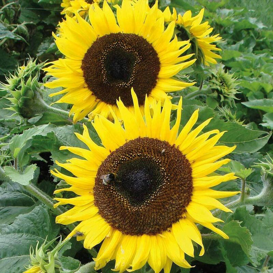 Sunflower 'Choco Sun' Seed Hardy Annual Garden Plant Easy to Grow Yourself - Seeds 100g