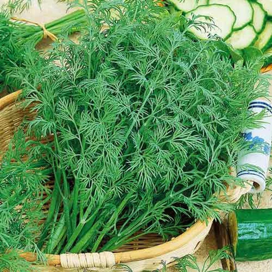 Herb Seeds Dill Ambrosia