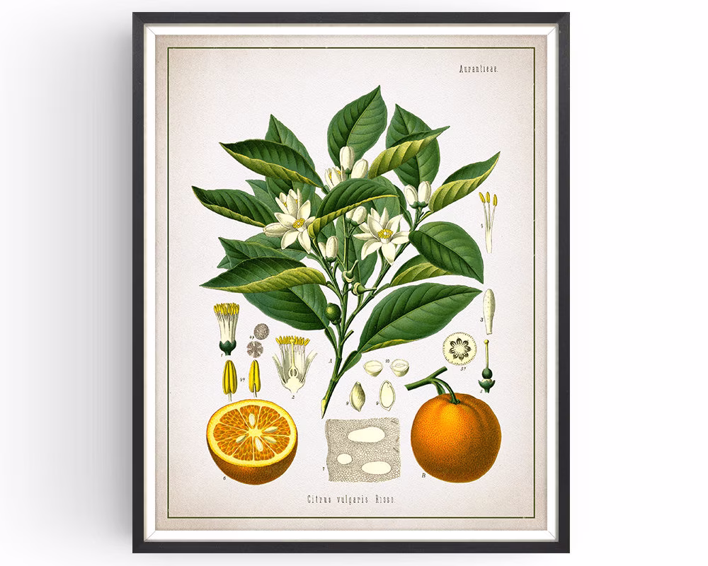 Orange - Botanical Print Vintage Aromatherapy Art Medicinal Plant Botany Decor Kitchen Unframed
