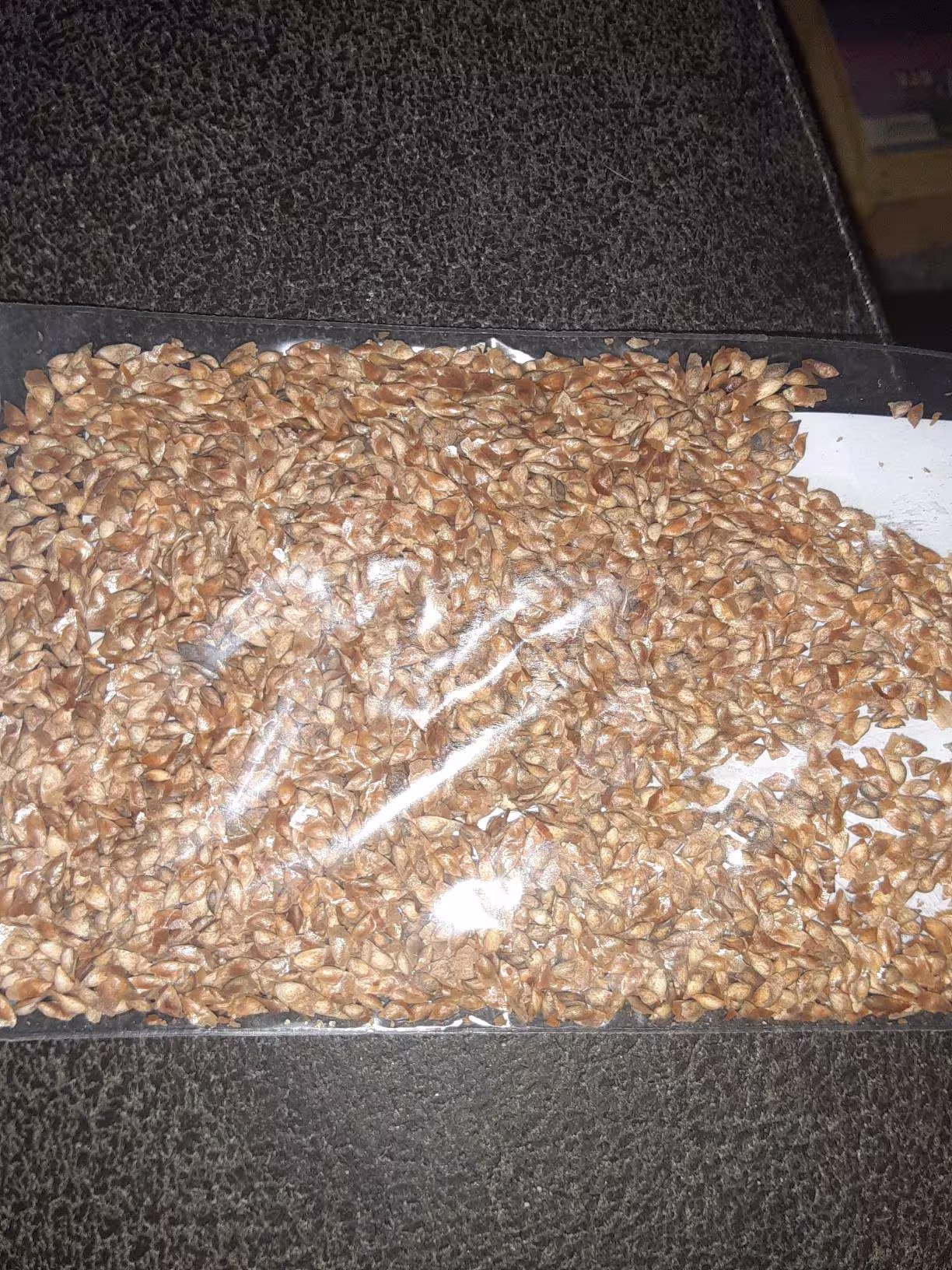Tamarack Tree Seeds | American Larch