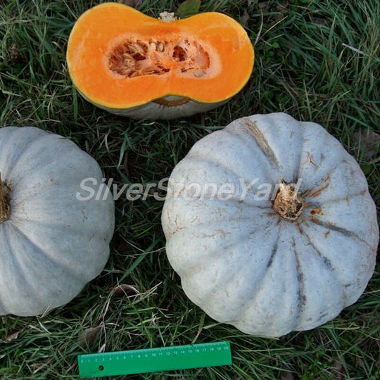 Pumpkin Seeds 25 Gray Ribbed Zhdana Ukrainian Organic W769