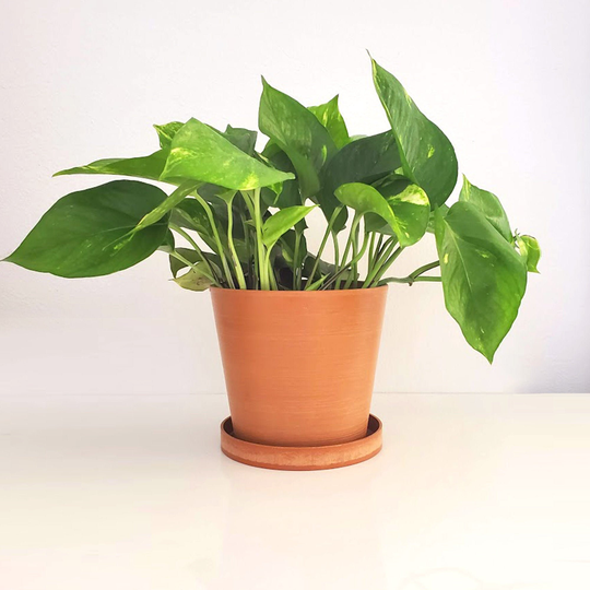 Lily - Circular Composite Planter With Saucer Light Terracotta Countertop Windowsill