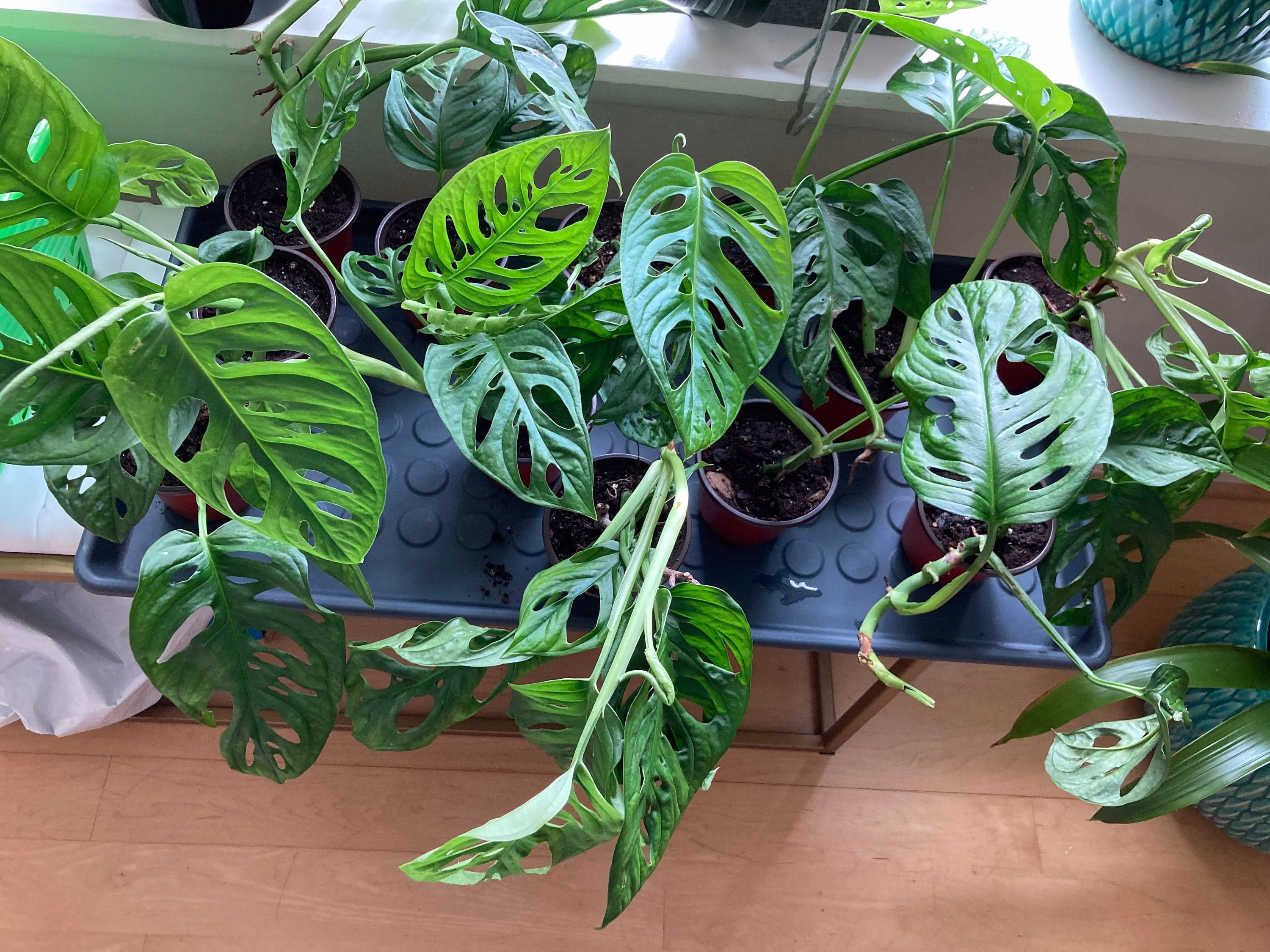 Swiss Cheese Plant, Monstera Delisiosa, Indoor Plants, Apartment Plans, Plants