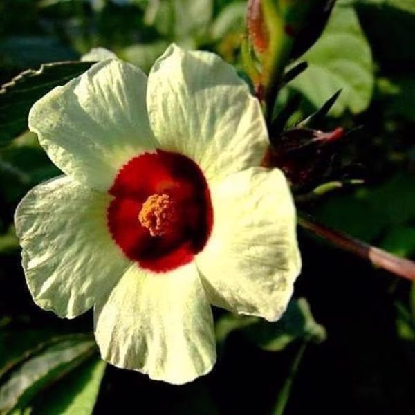 Hibiscus Sabdariffa | Yellow Flower Roselle Karkadeh Pundi Palle 10 Seeds