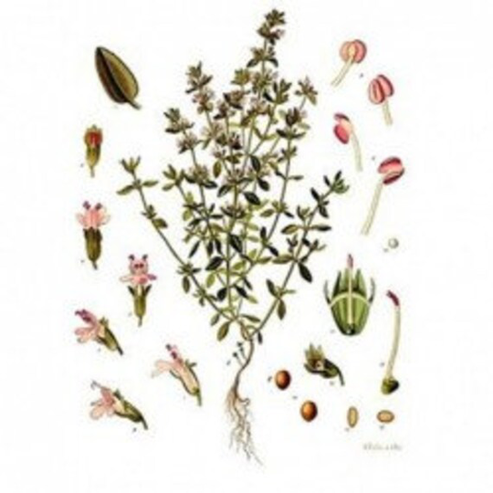 Garden Thyme, Us Seeds Organic Non Gmo Heirloom, Free With Order