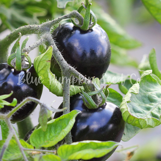 Indigo Cherry Drop Tomato | F1 Hybrid, Indeterminate, Certifed Organic By Mofga Tomato, Indeterminate Seeds