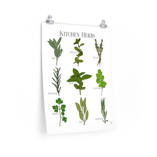 Kitchen Herbs Identification Poster