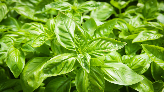 100 Pcs Organic Sweet Basil Seeds-Ocimum Basilicum -Non Gmo-Large Leaved Italian Type Herb-Annual-P084