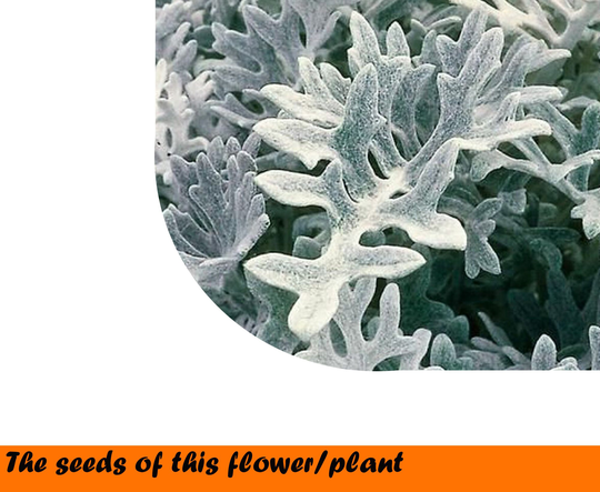 Silver Ragwort Candicans 0.1 G. ~180 Seeds