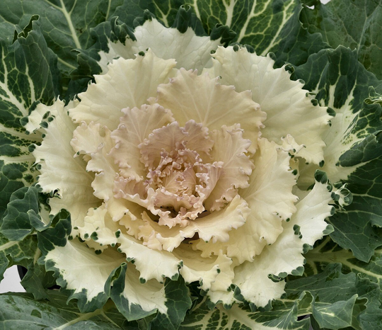 Flowering Kale Seeds Cabbage Osaka White 50 Thru 500