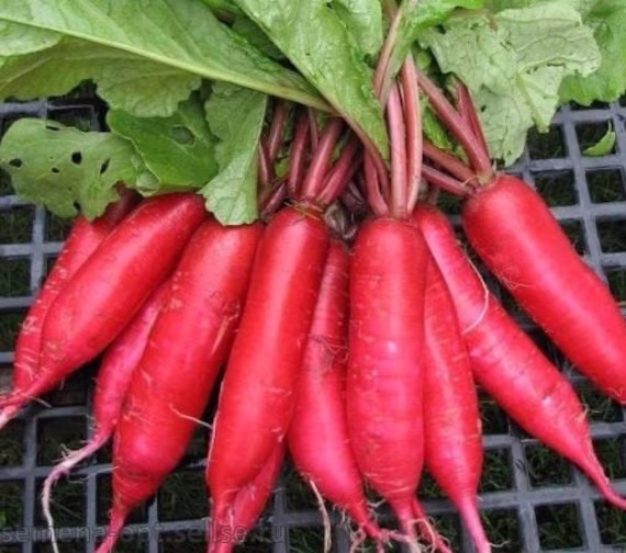 Radish Seeds Red Giant