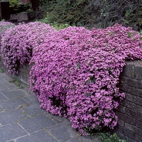 Soapwort, Tumbling Ted, 100 Seeds, Non Gmo, Fresh, Easy To Grow