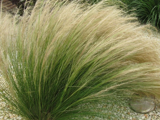 Mexican Feather/Pony Tails Grass - 50 Seeds Gmo Free