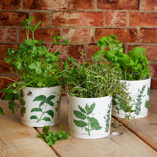 Decorative Ceramic Herb Pot