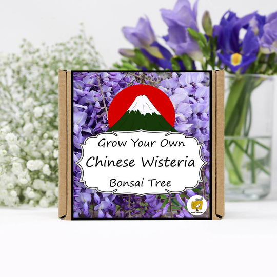 Grow Your Own Chinese Wisteria Bonsai Tree Kit