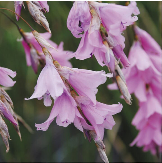 Dierama Robustum X10 Seeds Angels Fishing-Rods Fairy Flower Seeds