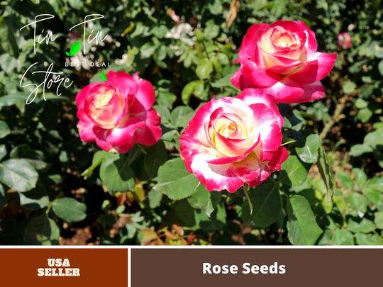 30 Seeds| Hybrid Tea Red White Double Delight Rose Seeds-Perennial -Authentic Seeds-Flowers -Organic. Non Gmo -Mix Seeds For Plant-B3G1#1406