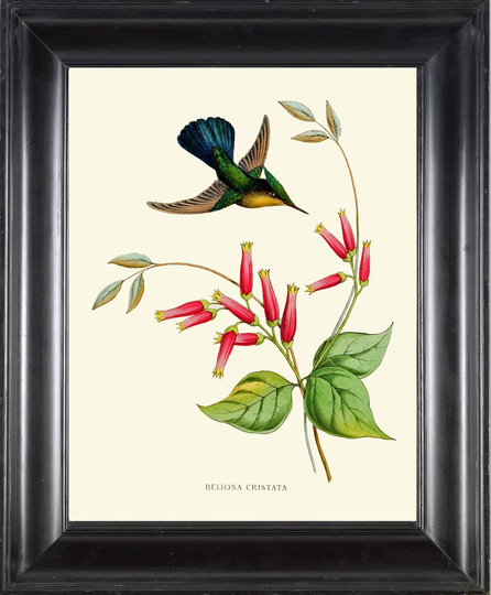 Hummingbird Print Ndo12 Beautiful Antique Vintage Wall Art Tropical Nature Bird Pink Flowers Garden Plant Botanical Home Room Decor To Frame