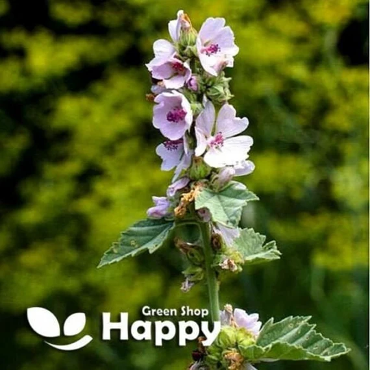 Herb - Marsh Mallow Althaea Officinalis 250 Seeds Malva