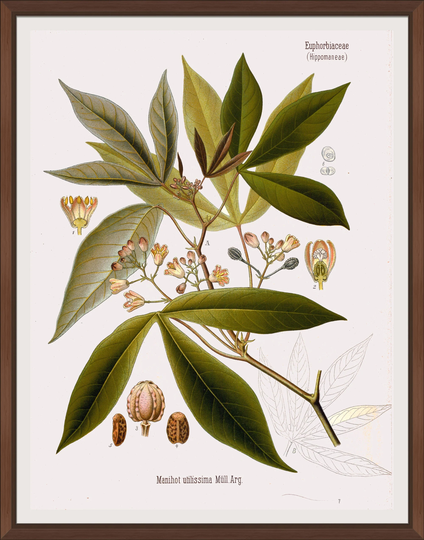 Köhler's Medicinal Plants #07 Botanical Print, 1887 - A4/A3 Heavyweight Art Paper, Archival Inks
