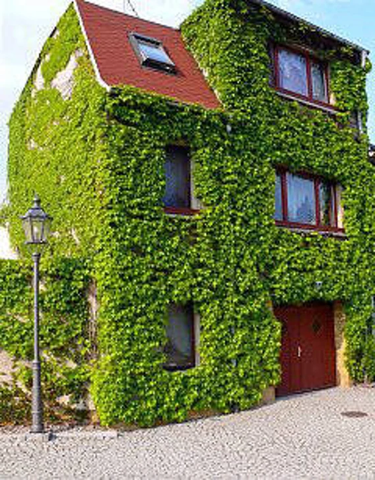 Boston Ivy/Japanese Creeper | Parthenocissus Tricuspidata X 30 Seeds
