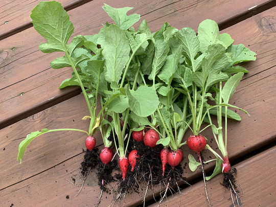 Grow Your Own Radish Kit