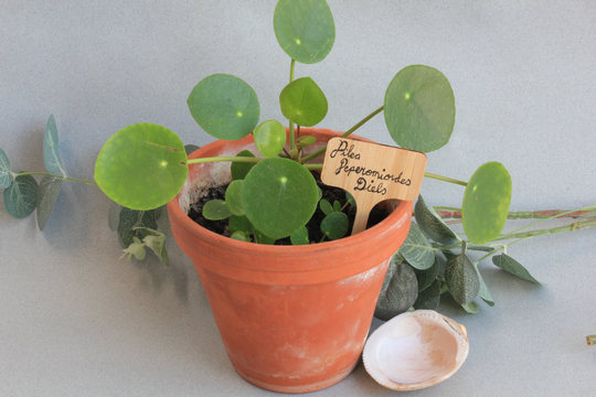 Multipack Eco Bamboo Plant Identification Labels Markers Wooden Flower Signs 5 - 40 Gardeners Gift