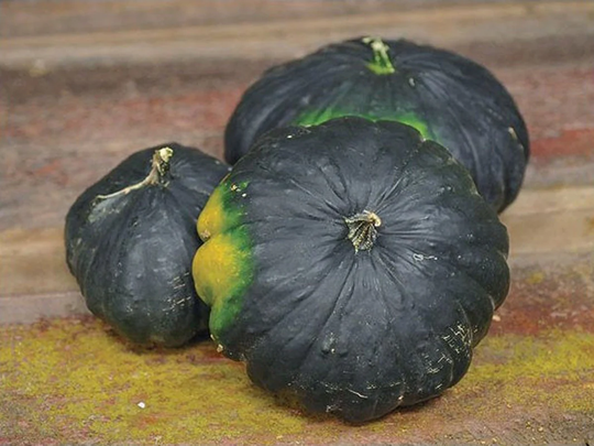 Rare Original Vegetable Seeds Squash Zucchini Gagat "Jet