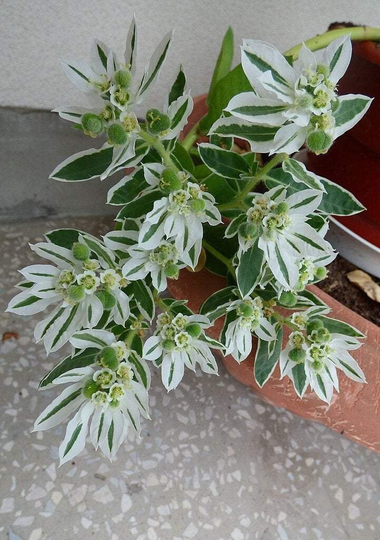 Euphorbia Marginata 10 Seeds, Non Gmo, Fresh, Easy To Grow