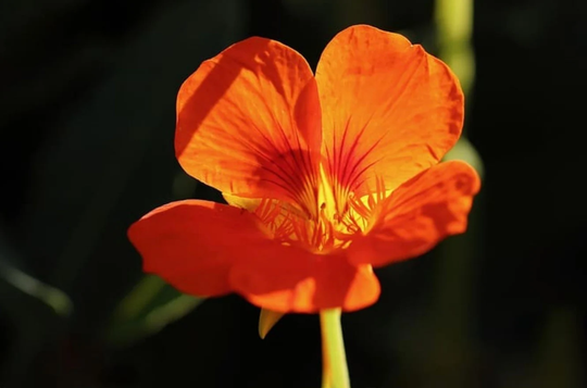Rare Original Flower Seeds Nasturtium Terry "Fire Ball