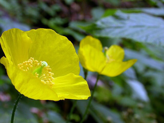 Meconopsis Cambrica Welsh Poppy Orange Or Yellow Flowers 100 200 300 Seeds Hardy Cottage Garden Perennial Damp Shade Pollinators Ukfreep
