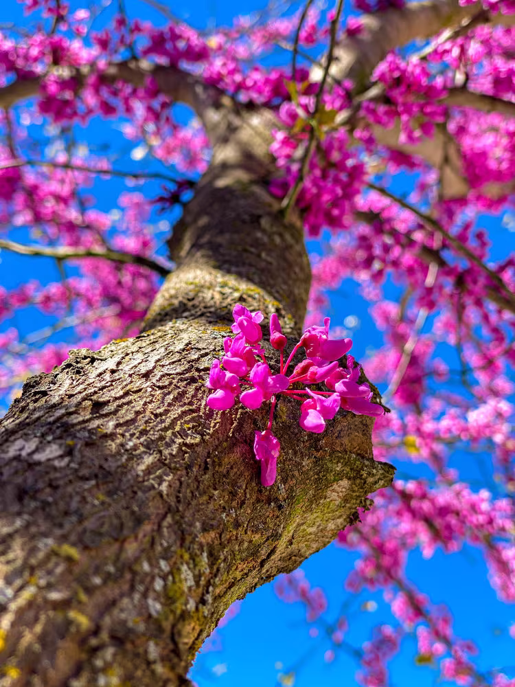 Redbud Tree Seeds To Grow - 25+ Early Blooming Pink Flowers Amaze Ships From Iowa