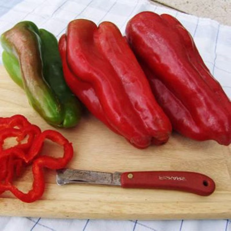 Sweet Pepper Fatima Seeds Open-Pollinating Non Gmo For Planting | 204557
