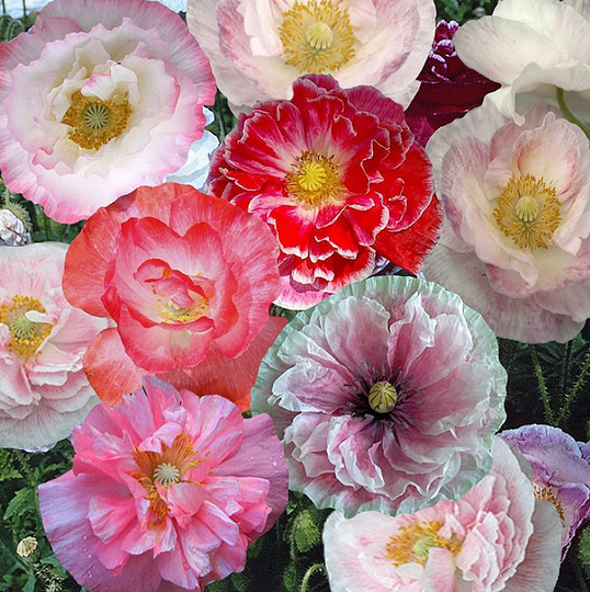 Papaver Shirley Poppy Double Mixed Seeds - 6400 Organic Flower Seed