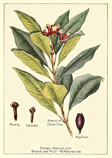 Cloves Plant Print Vintage Botanical Herb Art Poster