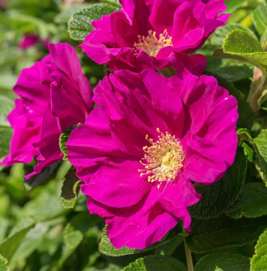 Rose Flower Seeds/Rose Hip Seeds, Rosa Rugusa