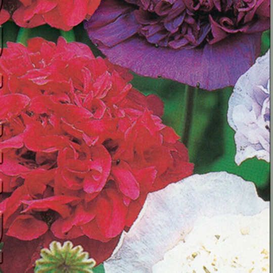 Poppy Decorative Double Mix Seeds Annual Flowering Non Gmo For Planting | 203740